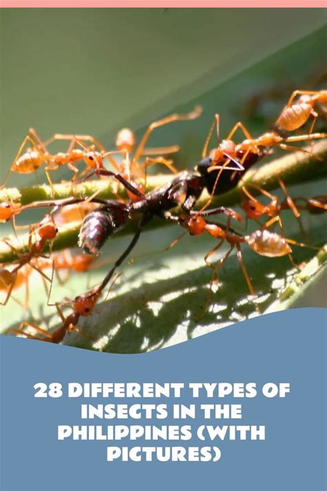 bugs in the philippines|28 Different Types of Insects in the Philippines (With Pictures).